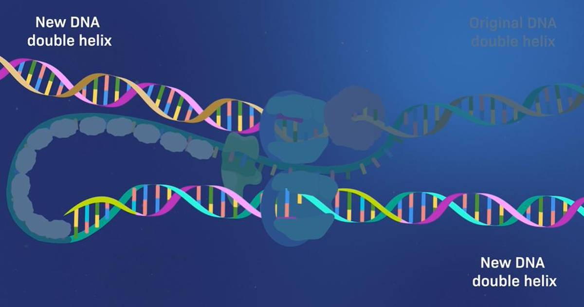 DNA Replication: The Replication Fork