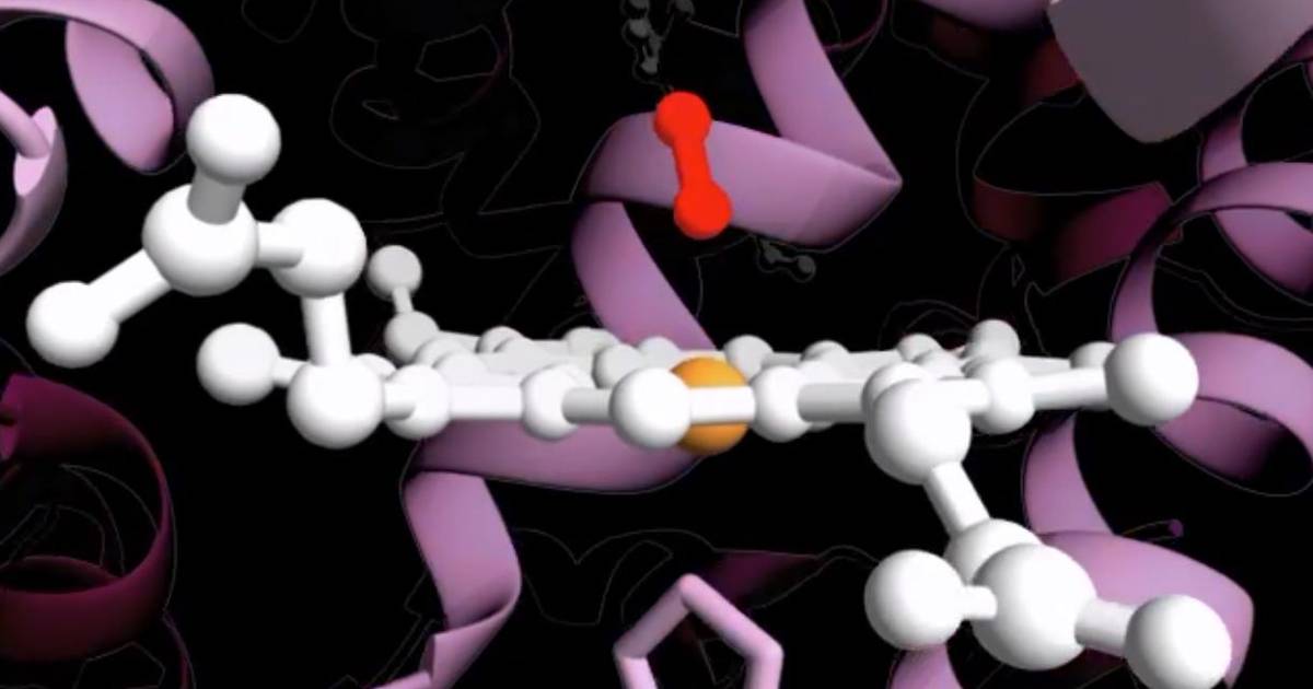 Hemoglobin: Conformational Changes Upon Oxygen Binding, Focusing on a Single Heme Group
