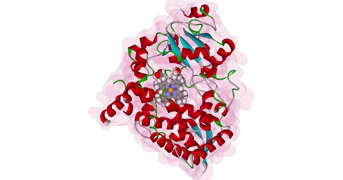 Enzyme Cofactors