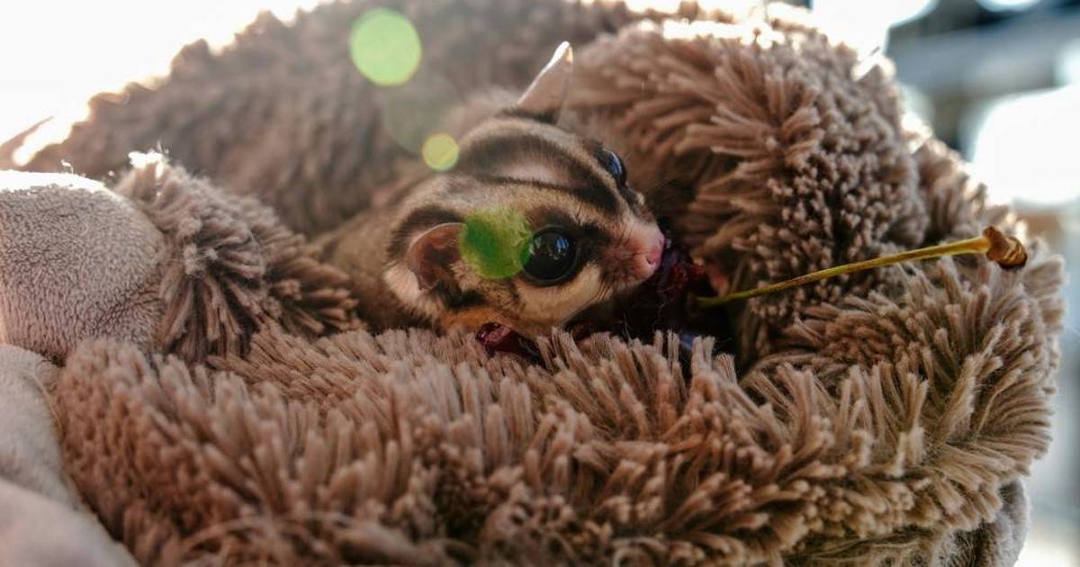 How Do Sugar Gliders Glide? Student Guide