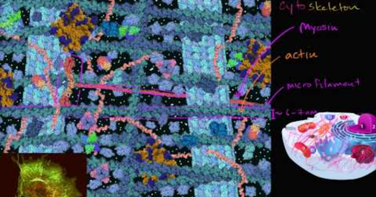 The Cytoskeleton