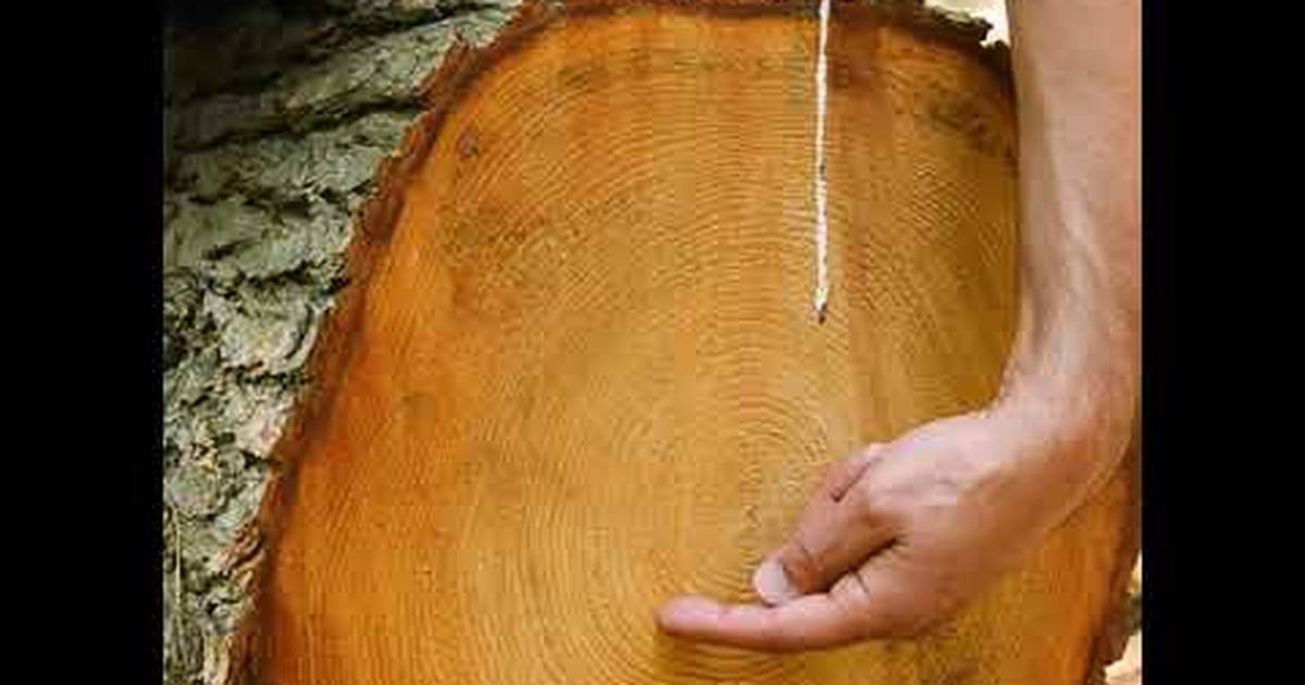 What Is a Tree?