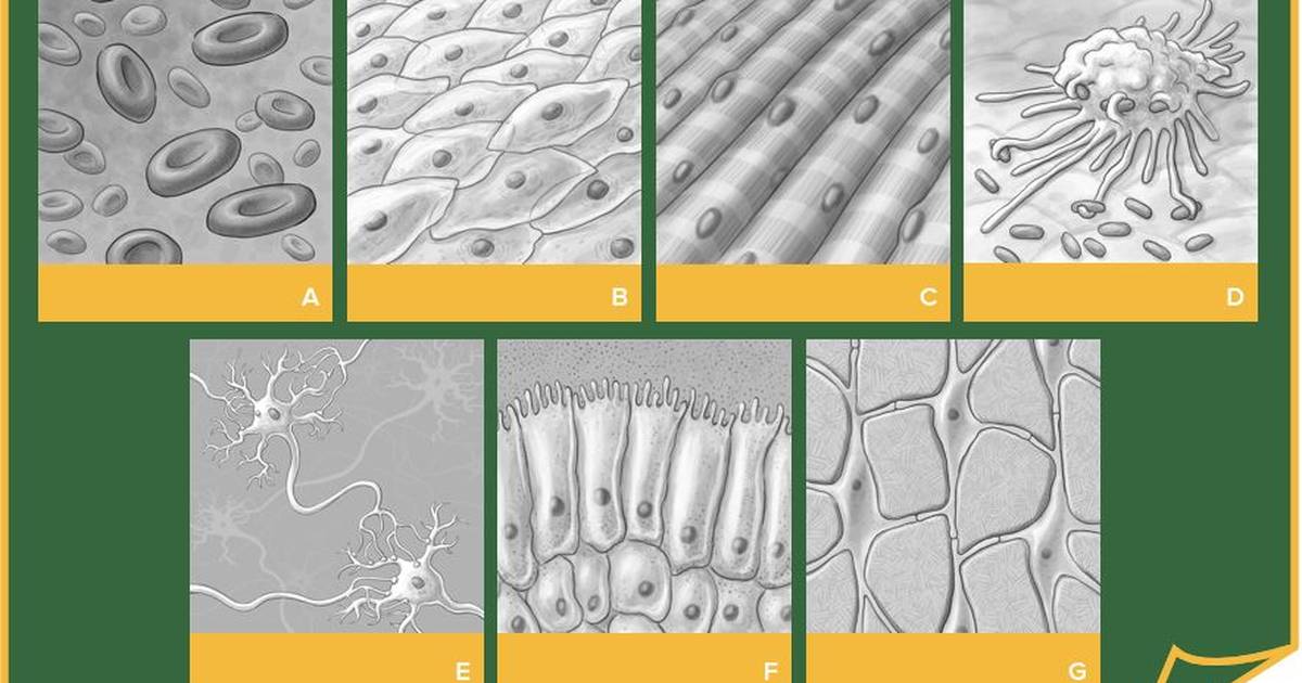 Human Cell Types