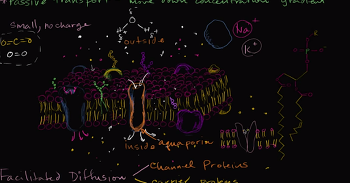 Facilitated Diffusion