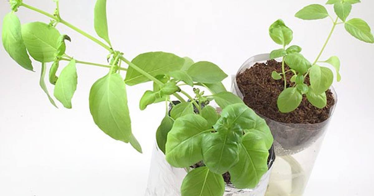 Hydroponics Made Easy