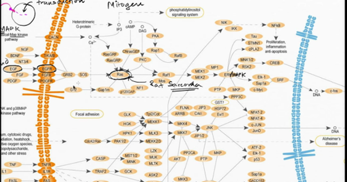 Example of Signal Transduction Pathway