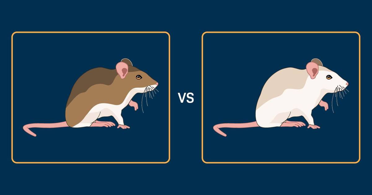 What Causes Different Coat Colors in Mice?