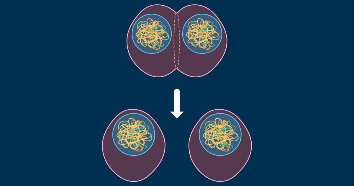 Question Set: Eukaryotic Cell Division