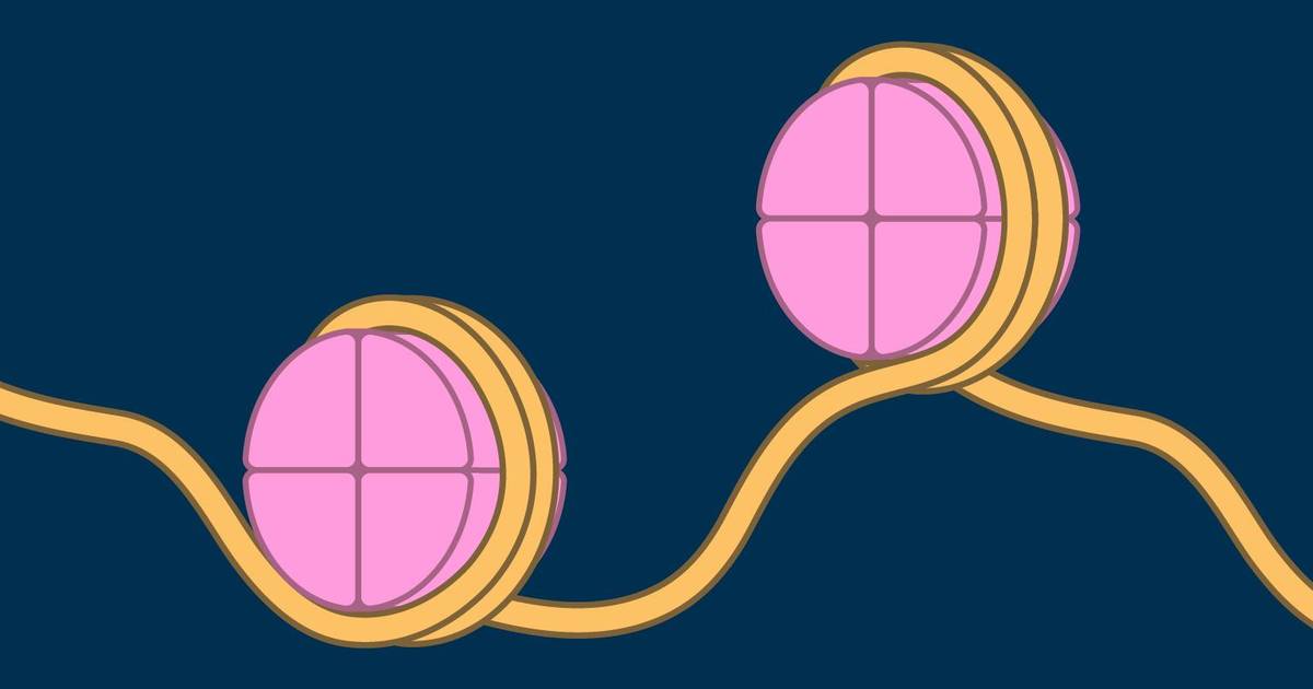 Eukaryotic Chromosomes: Nucleosomes and the 10-nm Fiber