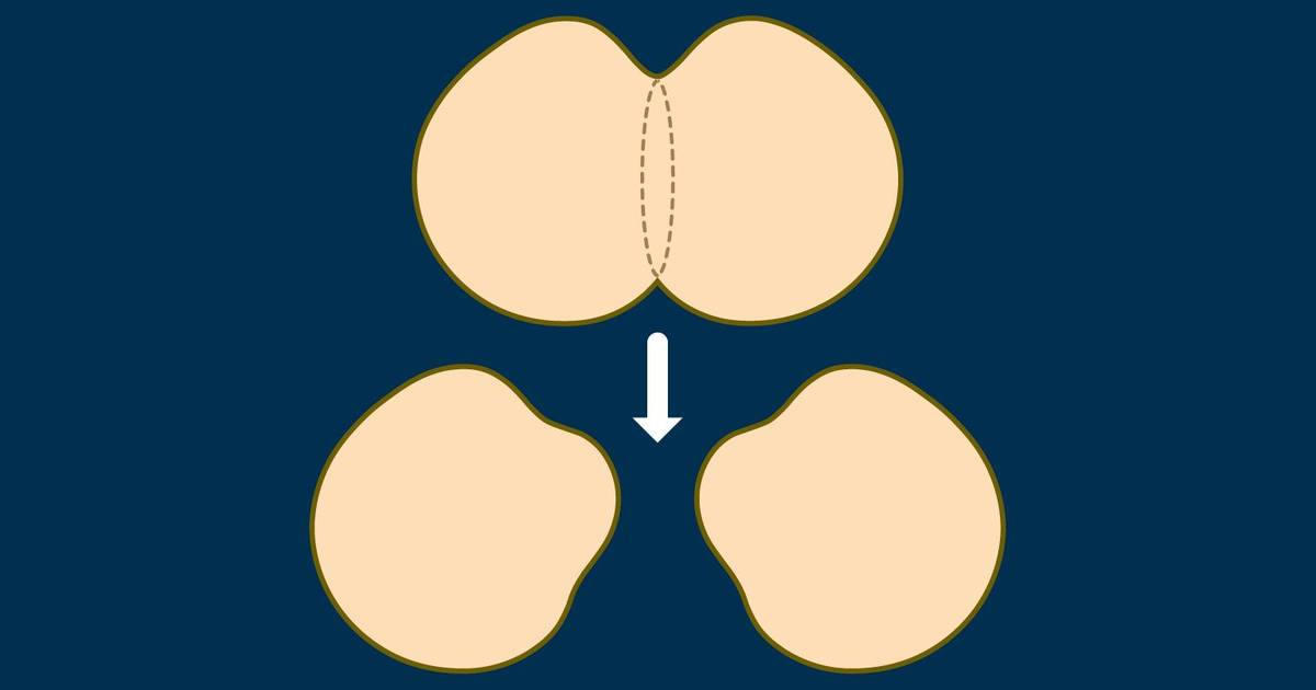 Question Set: Cellular Reproduction