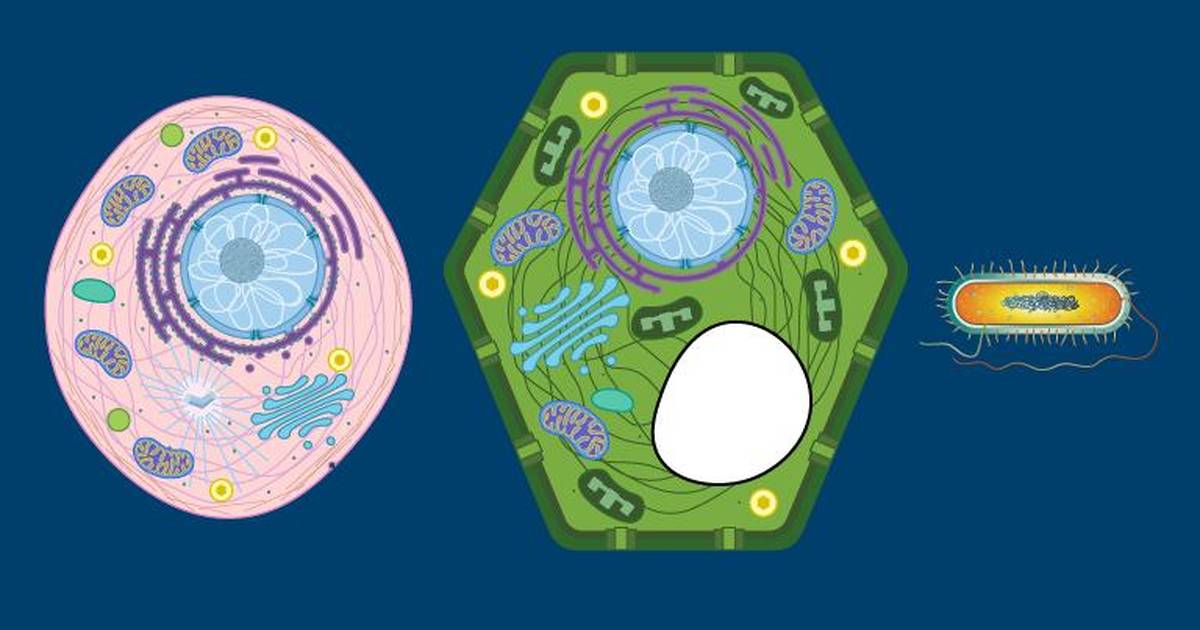 Cell Structure and Function