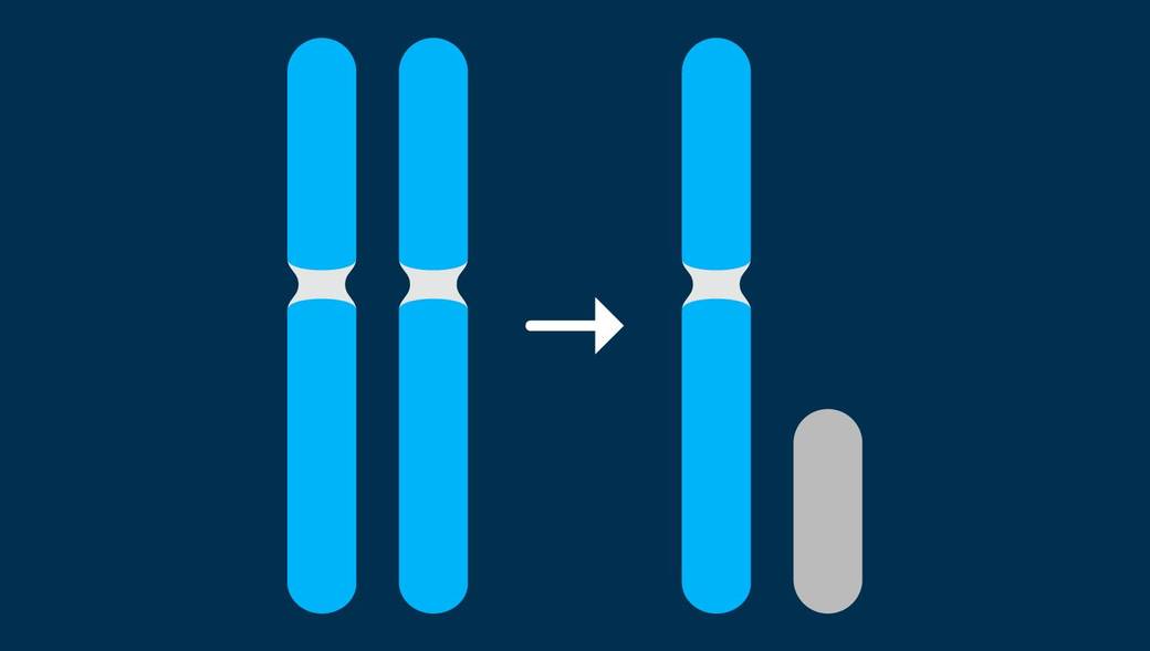 くりむさま確認ページ♡ X-chromosome Inactivation - LabXchange