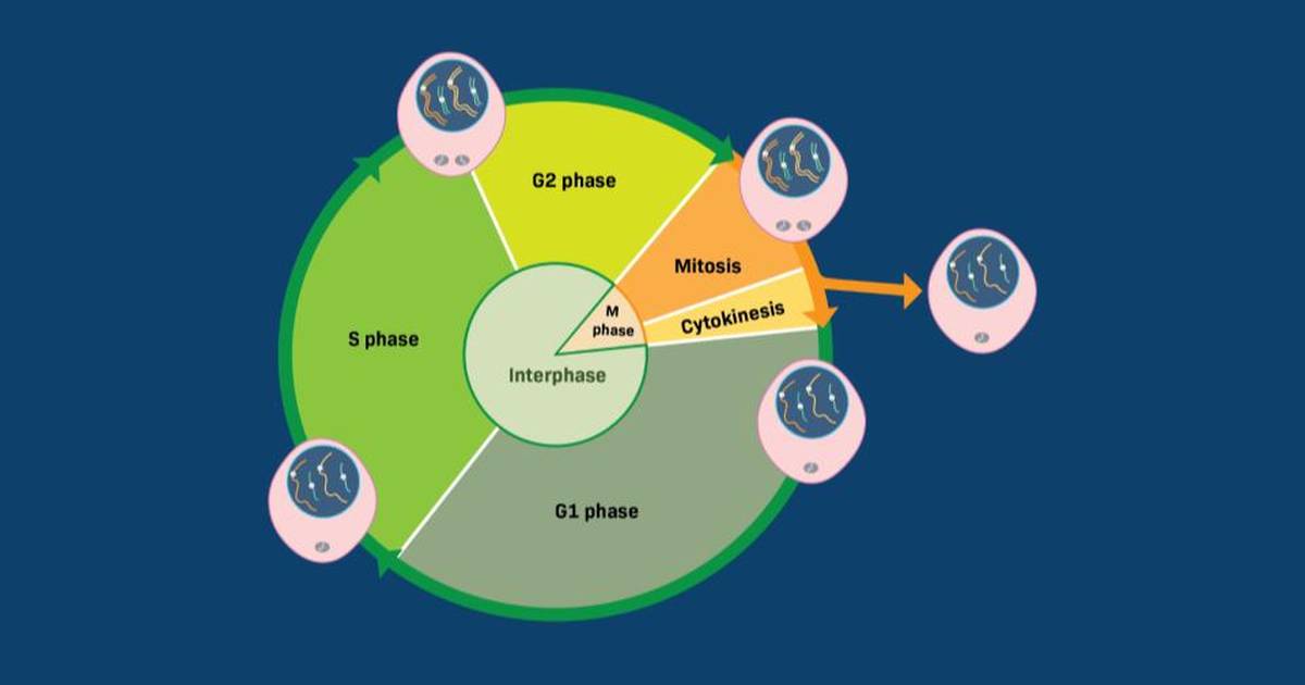 Cell Cycle Probability