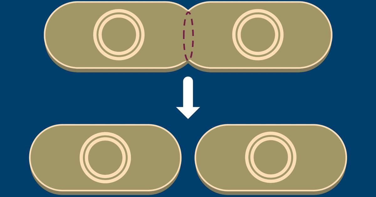 Question Set: Prokaryotic Cell Division