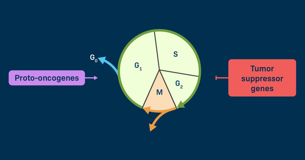 Question Set: Mitotic Control