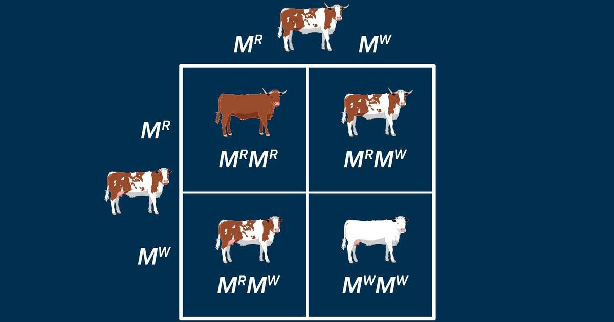 Codominance: Coat Color in Cattle