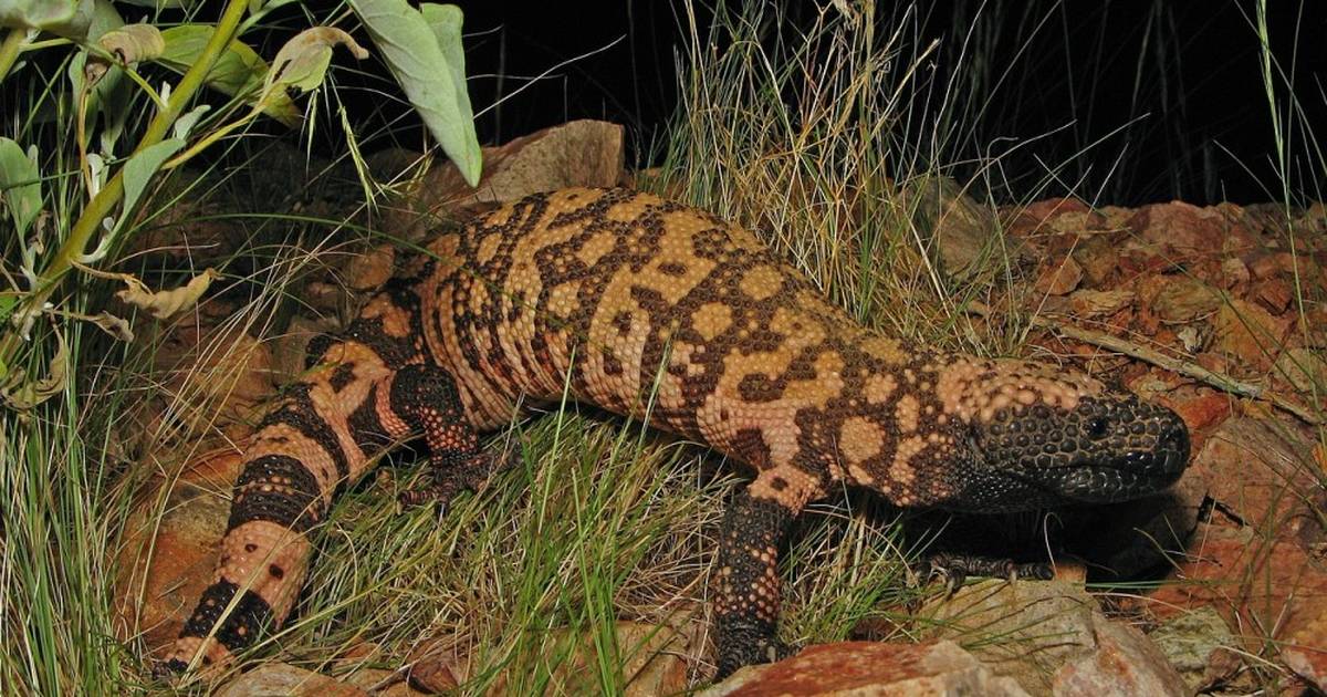 glp-1 made from lizards Why Useless Knowledge Can Be So Useful Story of discovery: how different