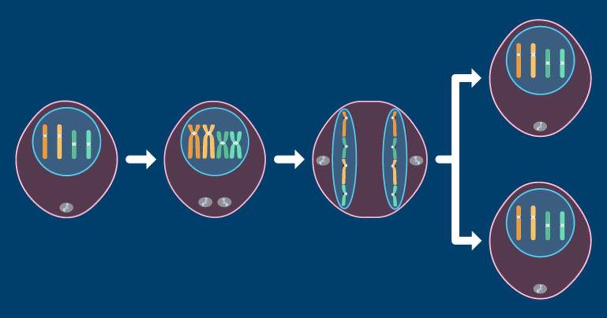 The Phases of Mitosis