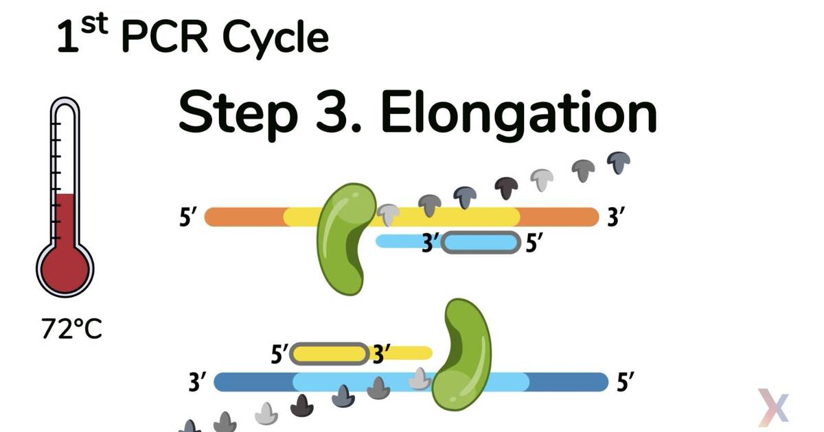 PCR Animation