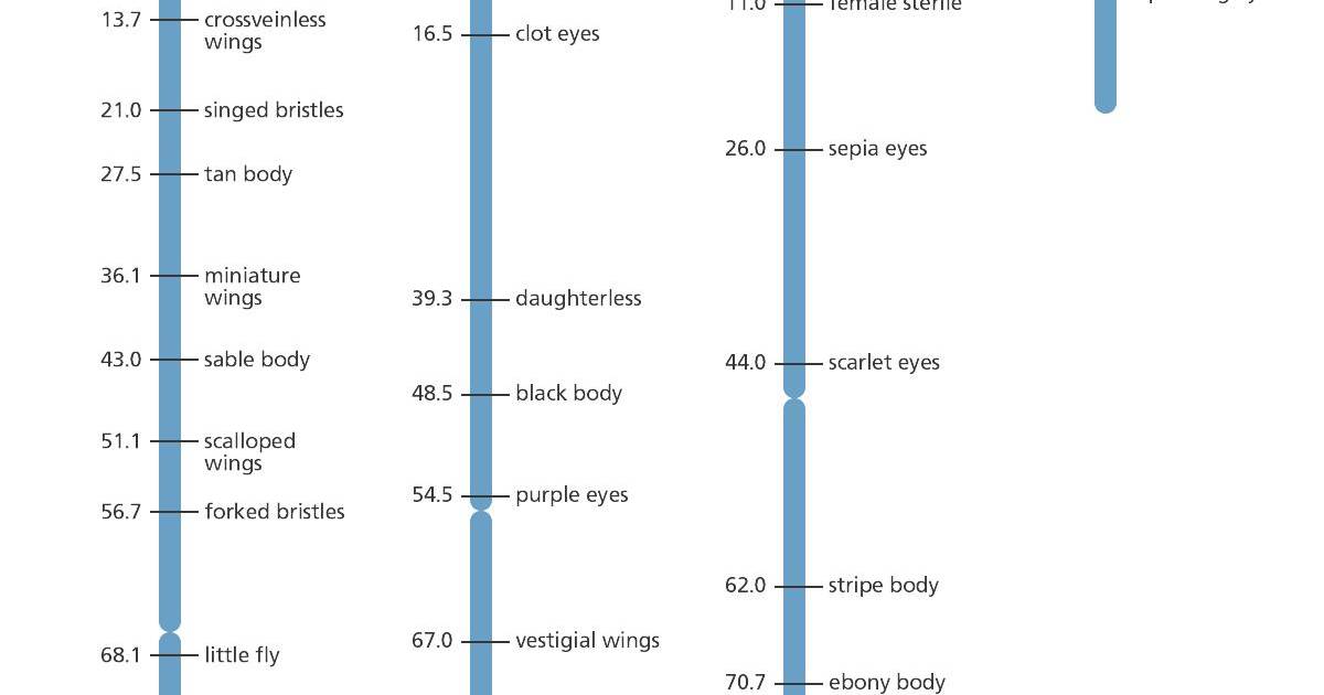 Fruit Fly Genetic Map