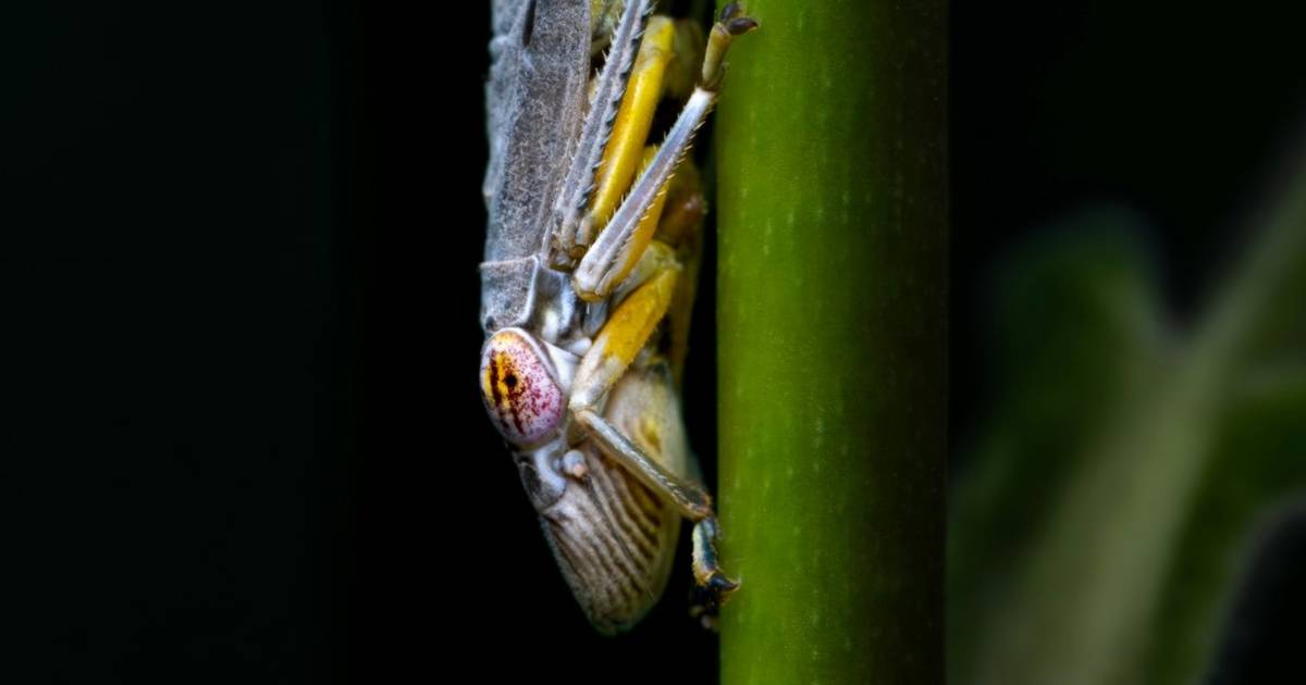 Student Guide: Arthropod Collection and Identification