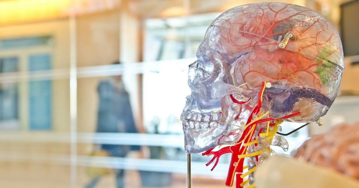The Nervous System: Your Body’s High-Speed Communication Network