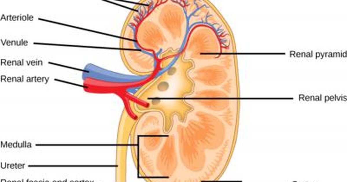 Urinary System: Kidneys