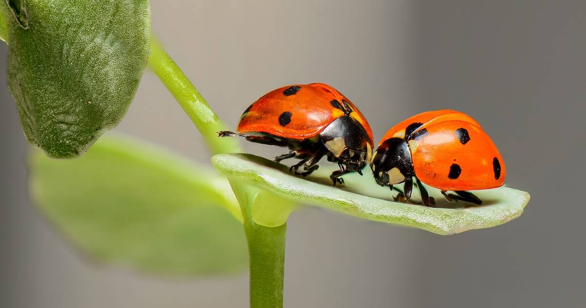 Activity | Flipside Science: Bugs for Breakfast