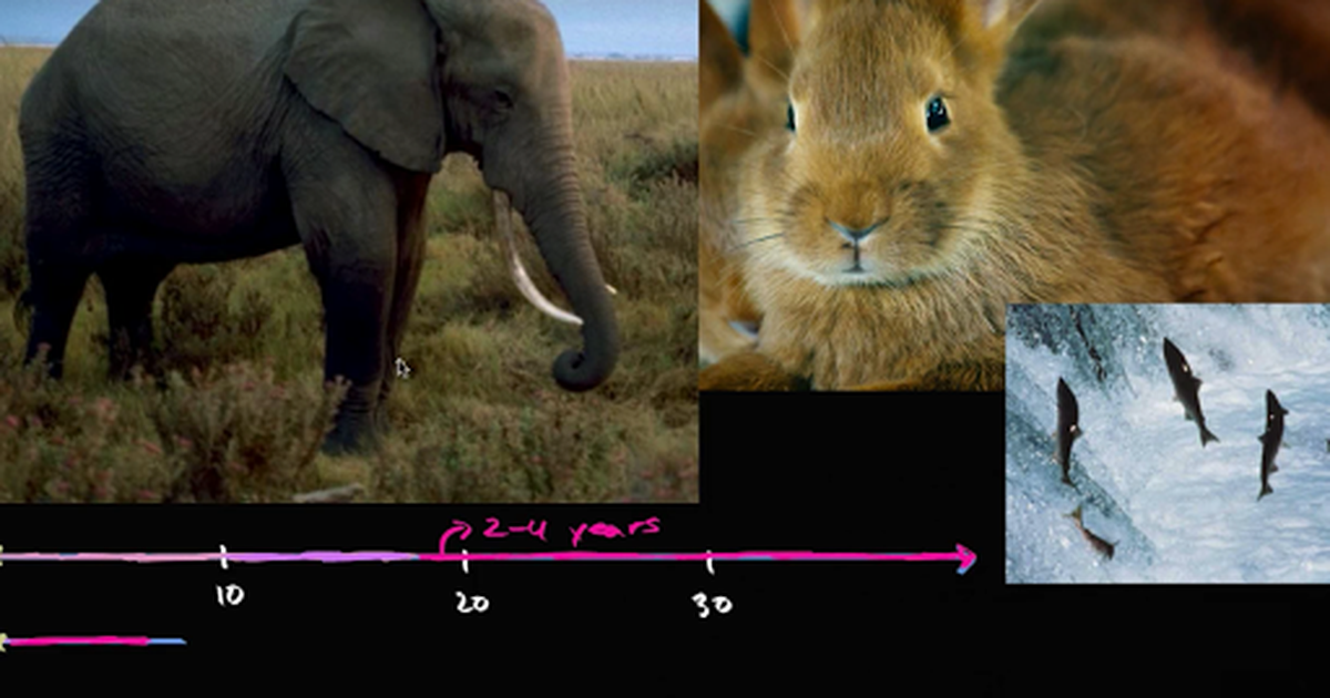 Life History Strategies and Fecundity