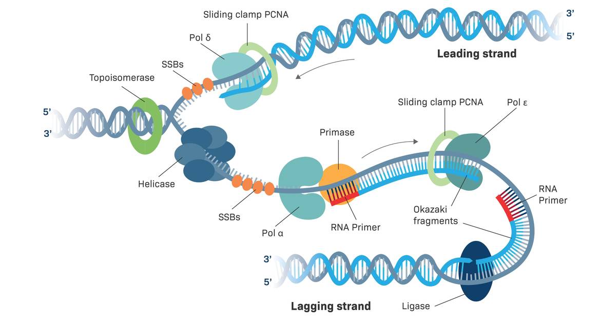Enzymes of DNA Replication