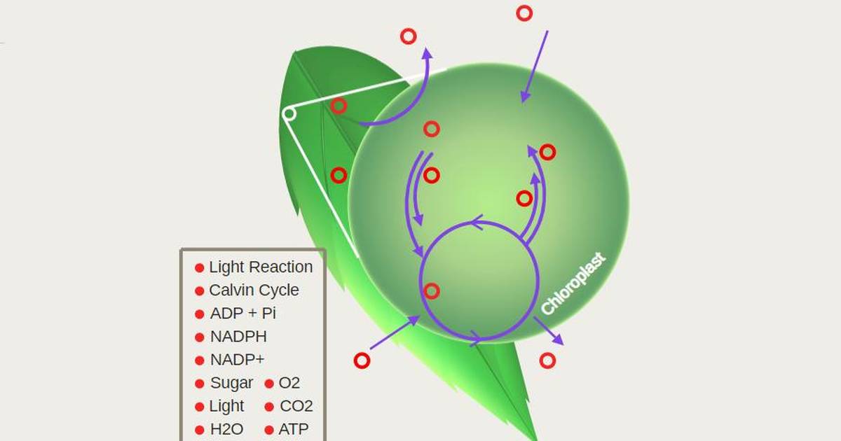 Light Reactions: Light and Dark Reactions