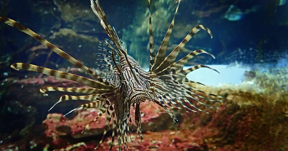 Lionfish Invasion: Density-Dependent Population Dynamics