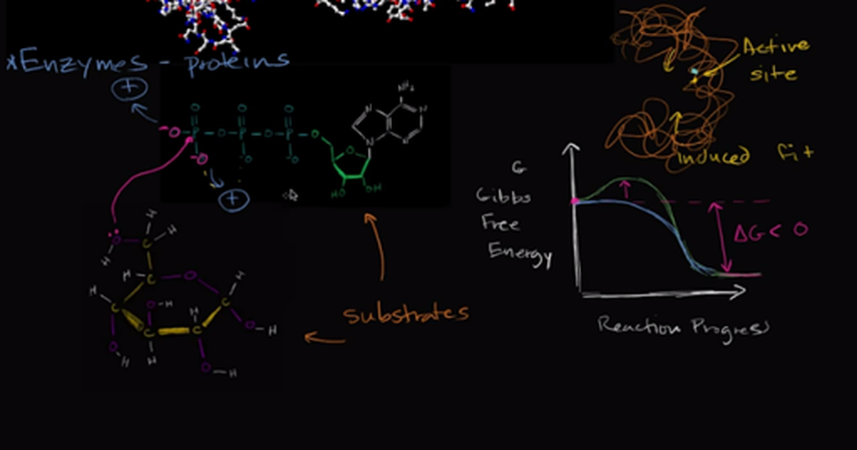 Enzymes