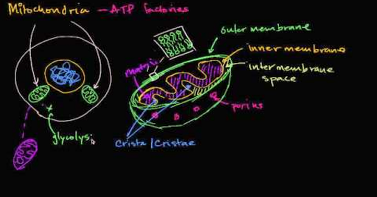 Mitochondria