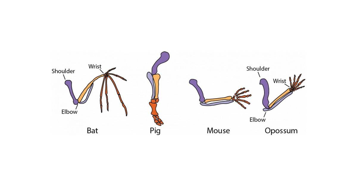 Evidence of Evolution: Homologous Gene Expression in Four Mammals Species