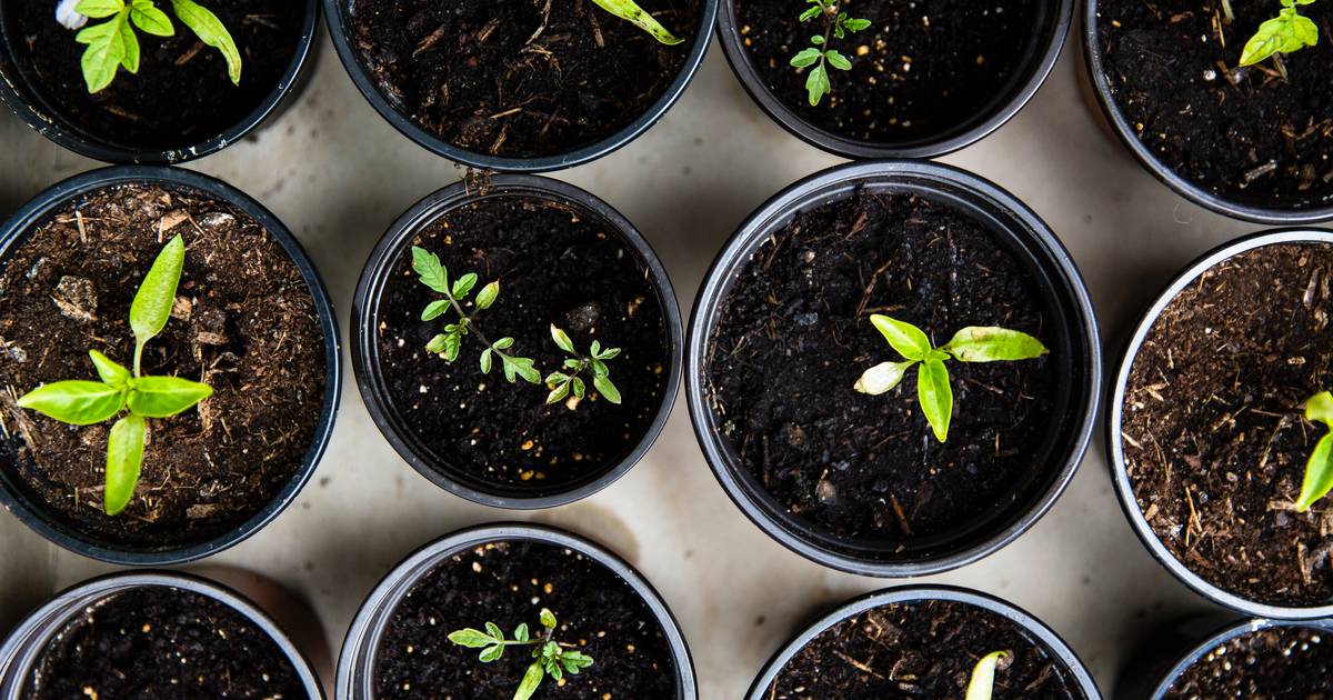 Scientists Grow Plants in Lunar Soil