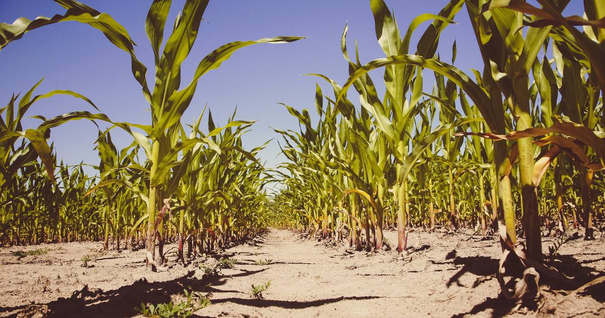 How Much Do You Know About Genetic Engineering?