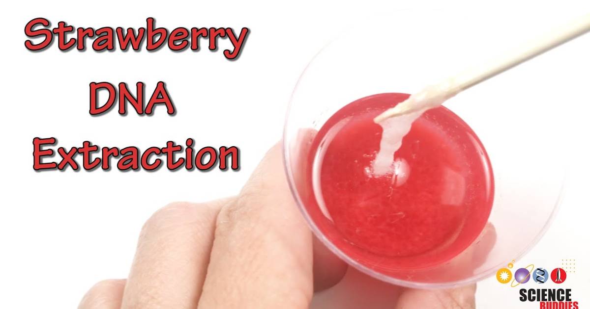 Strawberry DNA Extraction