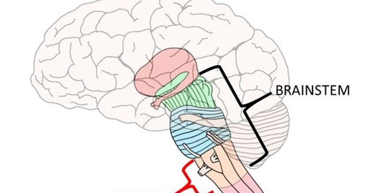 Know Your Brain: Medulla Oblongata
