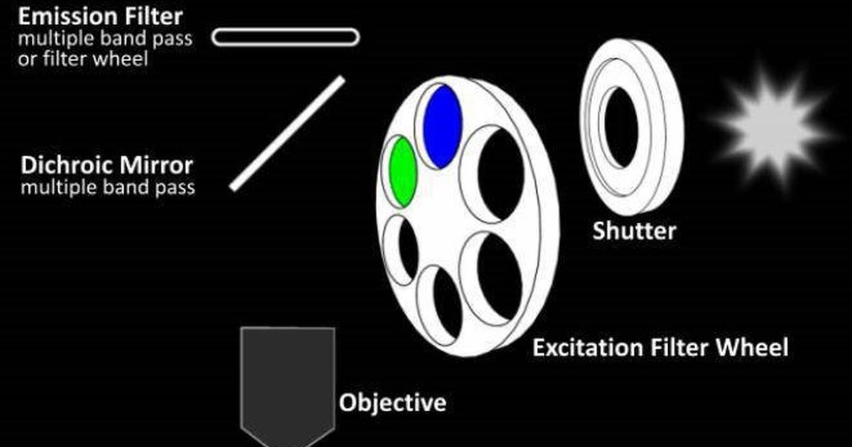 Fluorescence Microscopy
