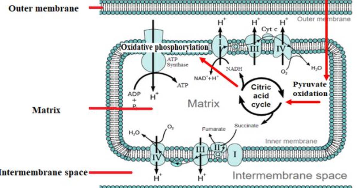 Cellular Respiration Accounting Model