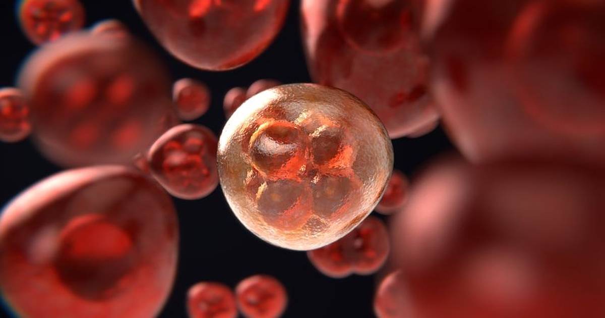 Why Don’t Brain Cells Undergo Mitosis?