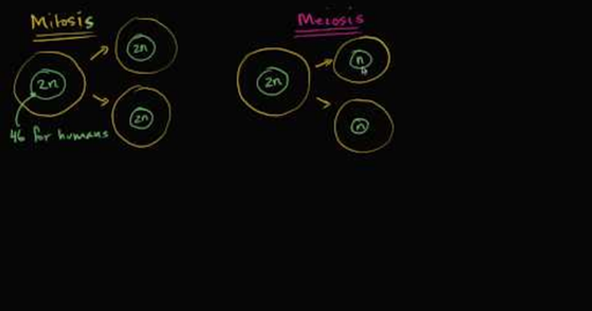 Comparing Mitosis and Meiosis
