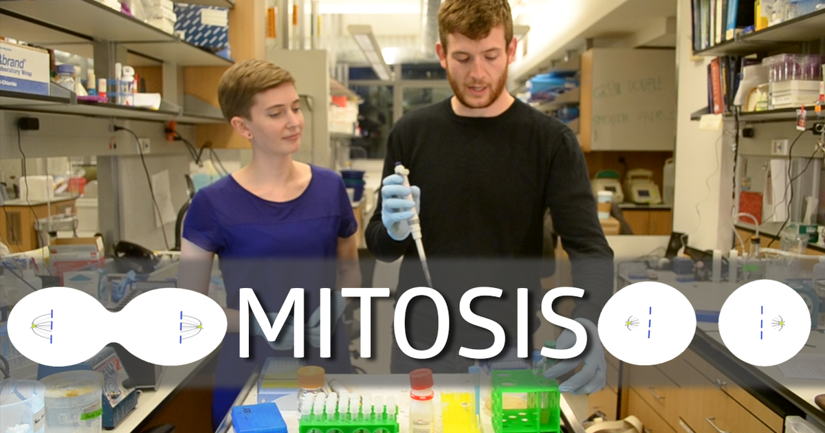 Mitosis!