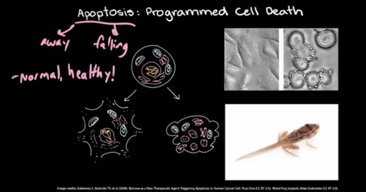Apoptosis