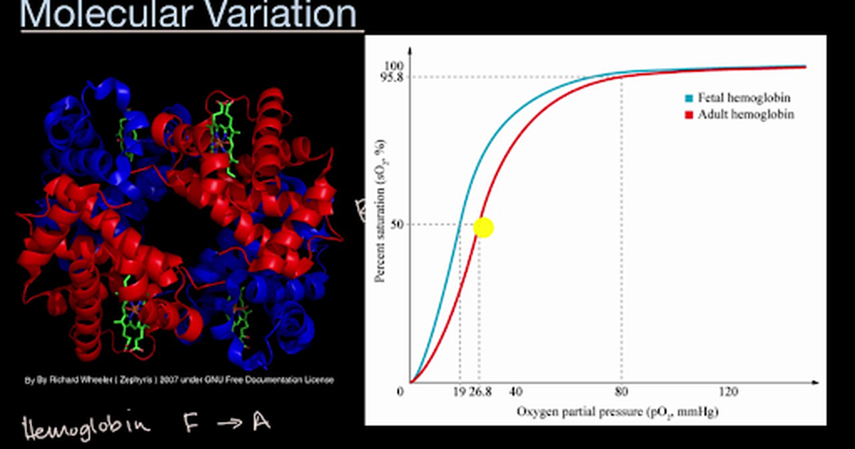 Molecular Variation