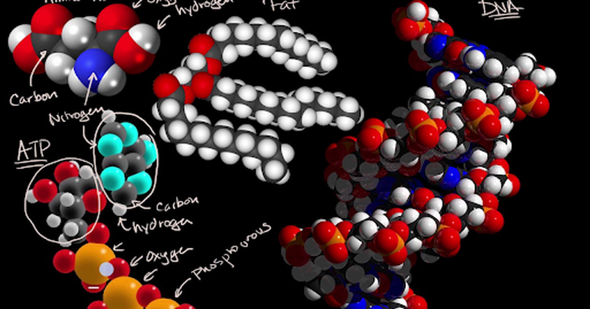 Elemental Building Blocks of Biological Molecules