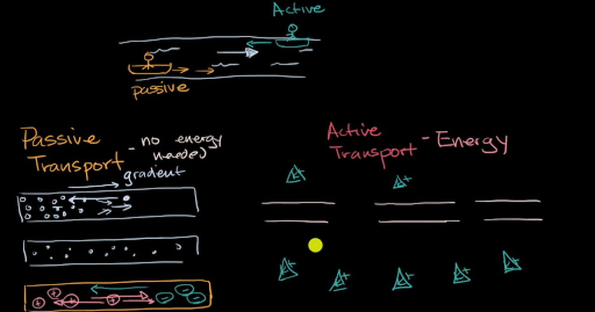 Introduction to Passive and Active Transport