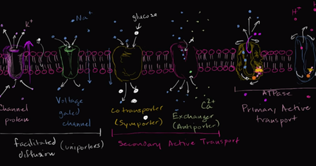 Uniporters, Symporters and Antiporters