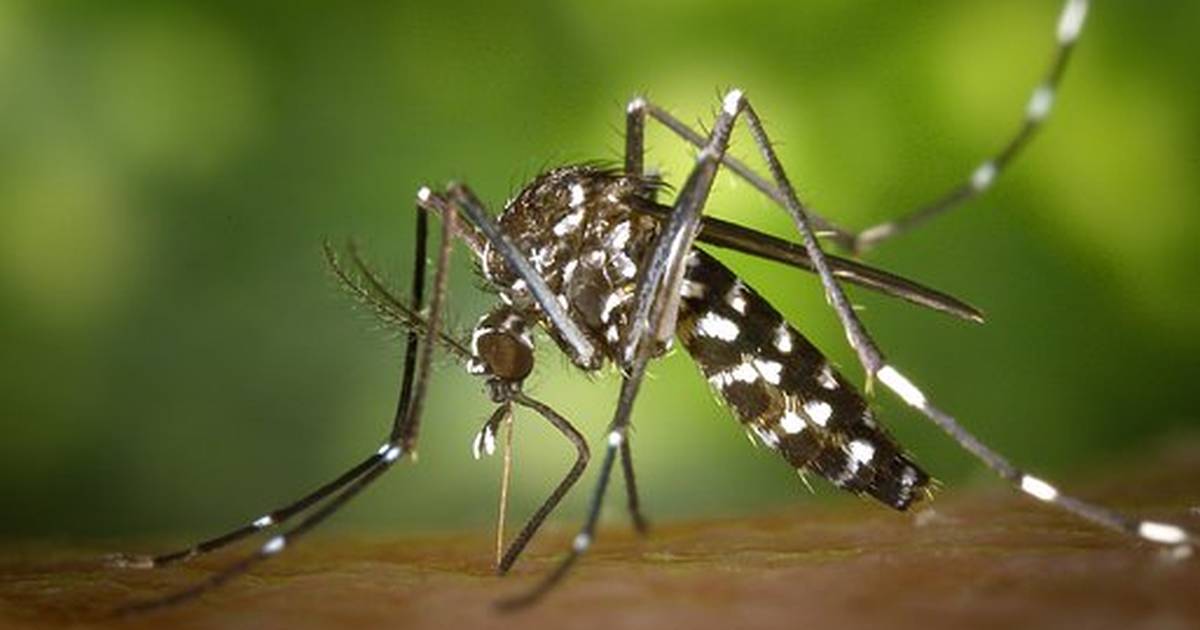 Mosquito: The Ultimate Killer